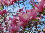 pink_tulip_tree